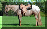 Appaloosa Horses for Sale | Tell Me IM Hot, Appaloosa Stallion in Indiana
